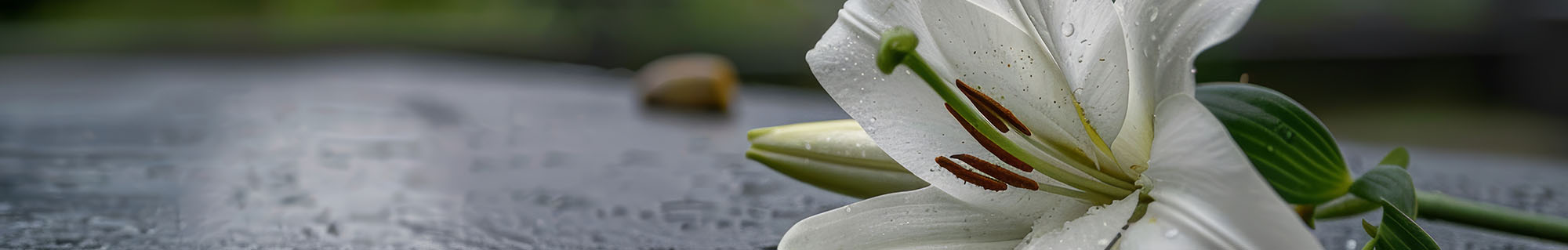 Lilly Flower Placed on Casket